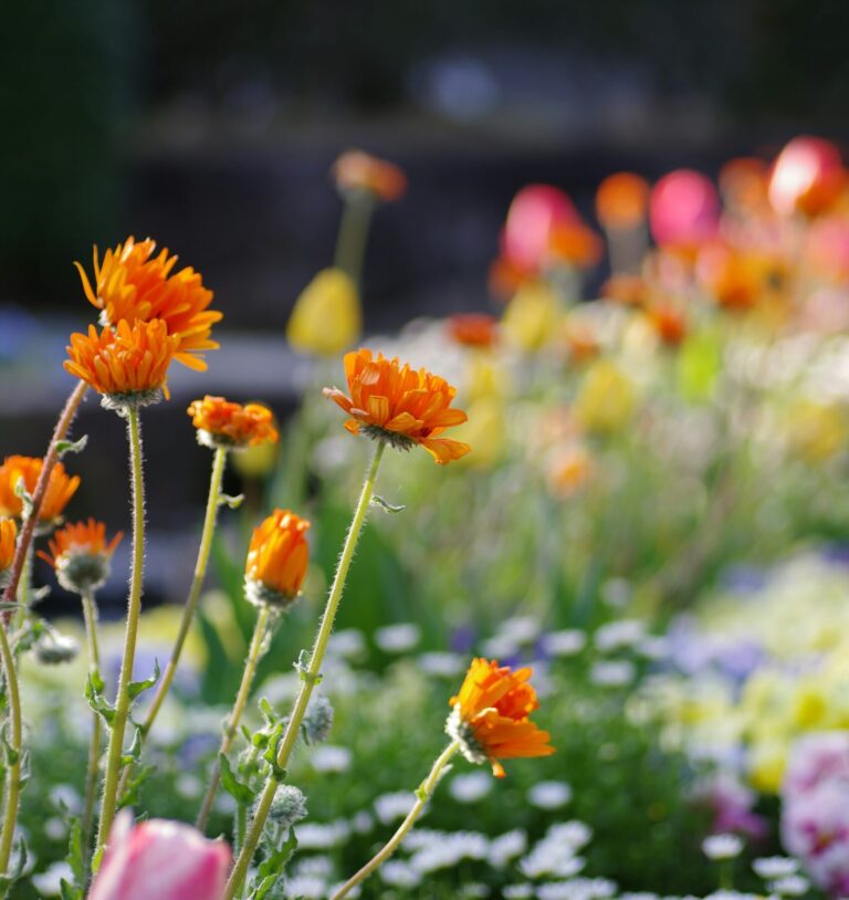 blooming flower garden